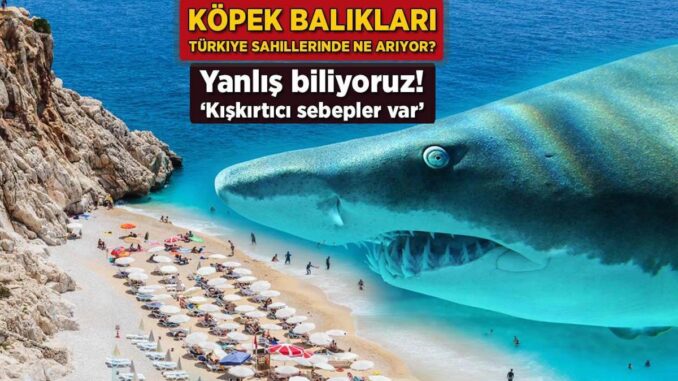 kopek-baliklari-turkiye-sahillerinde-ne-ariyor-yanlis-biliyoruz-kiskirtici-sebepler-var-MC8XmPJZ.jpg